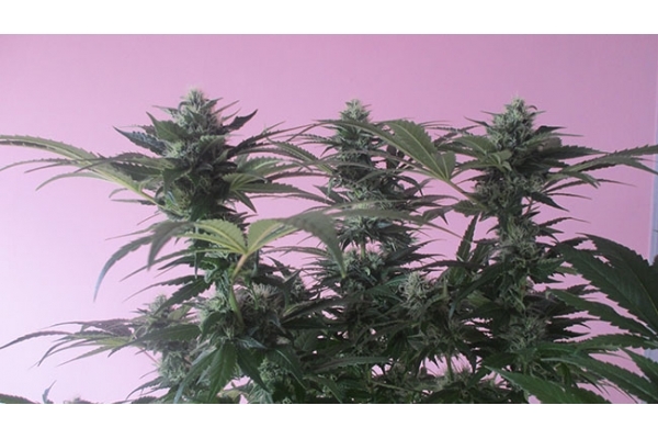 Sticky Beast (Zamnesia Seeds) Feminiserade Sticky Beast (Zamnesia Seeds) Feminiserade