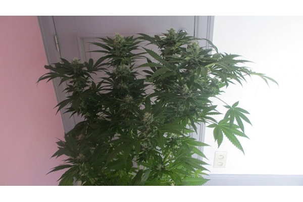 Sticky Beast (Zamnesia Seeds) Feminiserade Sticky Beast (Zamnesia Seeds) Feminiserade