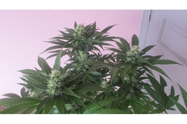 Sticky Beast (Zamnesia Seeds) Feminiserade Sticky Beast (Zamnesia Seeds) Feminiserade