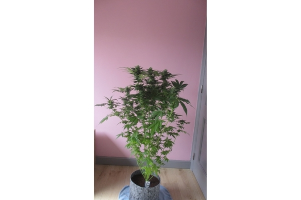 Sticky Beast (Zamnesia Seeds) Feminiserade Sticky Beast (Zamnesia Seeds) Feminiserade