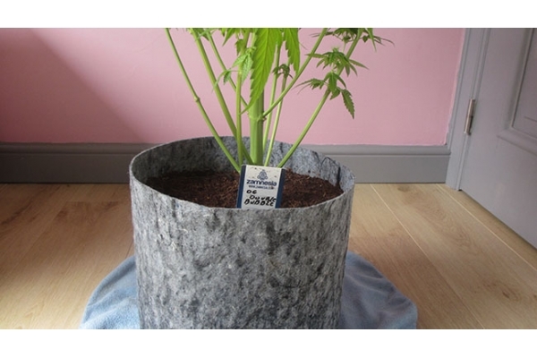 Sticky Beast (Zamnesia Seeds) Feminiserade Sticky Beast (Zamnesia Seeds) Feminiserade