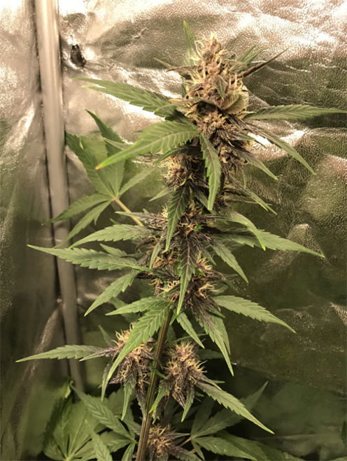 Auto Purple CousKush (Zamnesia Seeds) Feminiserade Auto Purple CousKush (Zamnesia Seeds) Feminiserade