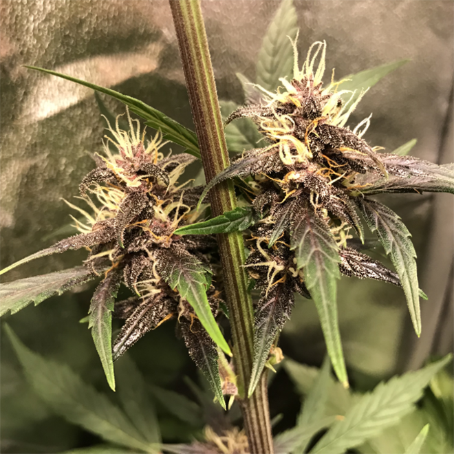 Auto Purple CousKush (Zamnesia Seeds) Feminiserade Auto Purple CousKush (Zamnesia Seeds) Feminiserade