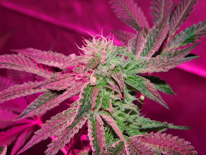 Gelato (Zamnesia Seeds) Feminiserade Gelato (Zamnesia Seeds) Feminiserade