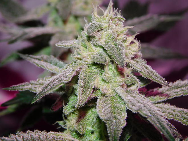 Gelato (Zamnesia Seeds) Feminiserade Gelato (Zamnesia Seeds) Feminiserade