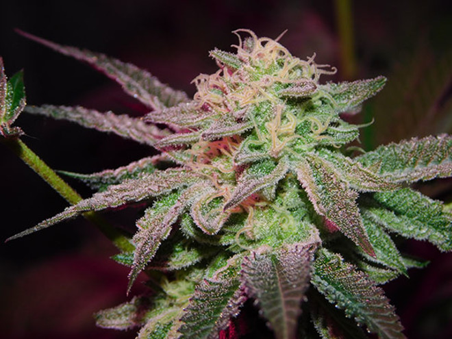 Gelato (Zamnesia Seeds) Feminiserade Gelato (Zamnesia Seeds) Feminiserade