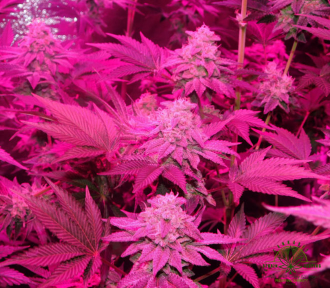 Gelato (Zamnesia Seeds) Feminiserade Gelato (Zamnesia Seeds) Feminiserade