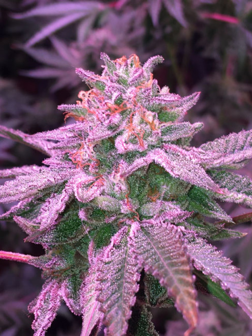 Gelato (Zamnesia Seeds) Feminiserade Gelato (Zamnesia Seeds) Feminiserade