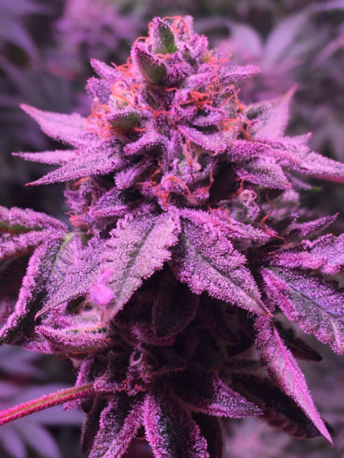 Gelato (Zamnesia Seeds) Feminiserade Gelato (Zamnesia Seeds) Feminiserade