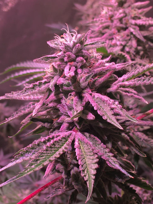 Gelato (Zamnesia Seeds) Feminiserade Gelato (Zamnesia Seeds) Feminiserade