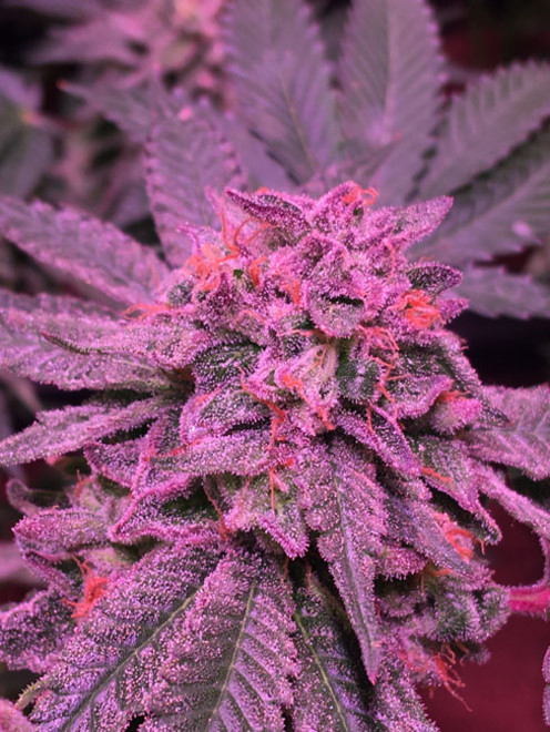 Gelato (Zamnesia Seeds) Feminiserade Gelato (Zamnesia Seeds) Feminiserade