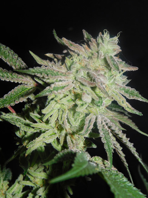 Gelato (Zamnesia Seeds) Feminiserade Gelato (Zamnesia Seeds) Feminiserade