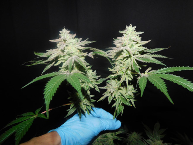 Gelato (Zamnesia Seeds) Feminiserade Gelato (Zamnesia Seeds) Feminiserade