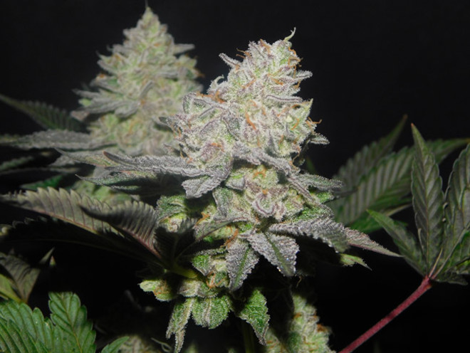 Gelato (Zamnesia Seeds) Feminiserade Gelato (Zamnesia Seeds) Feminiserade