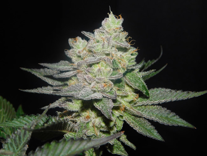 Gelato (Zamnesia Seeds) Feminiserade Gelato (Zamnesia Seeds) Feminiserade