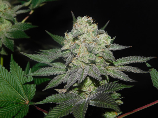 Gelato (Zamnesia Seeds) Feminiserade Gelato (Zamnesia Seeds) Feminiserade