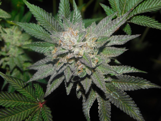 Gelato (Zamnesia Seeds) Feminiserade Gelato (Zamnesia Seeds) Feminiserade