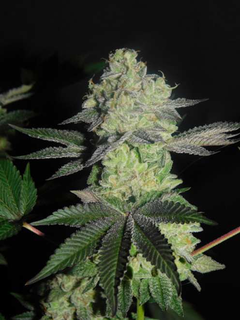 Gelato (Zamnesia Seeds) Feminiserade Gelato (Zamnesia Seeds) Feminiserade