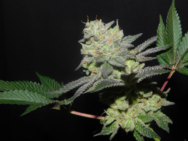 Gelato (Zamnesia Seeds) Feminiserade Gelato (Zamnesia Seeds) Feminiserade