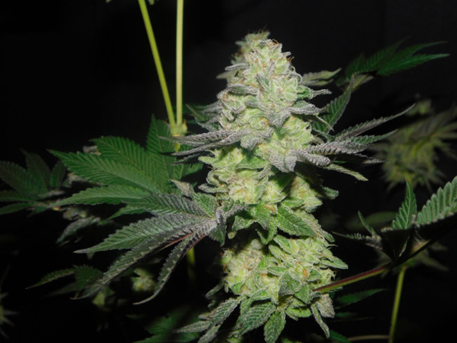 Gelato (Zamnesia Seeds) Feminiserade Gelato (Zamnesia Seeds) Feminiserade