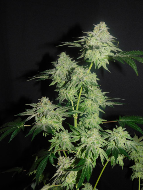 Gelato (Zamnesia Seeds) Feminiserade Gelato (Zamnesia Seeds) Feminiserade