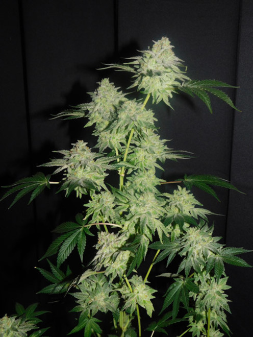 Gelato (Zamnesia Seeds) Feminiserade Gelato (Zamnesia Seeds) Feminiserade