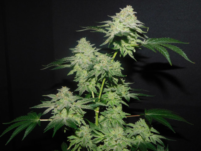 Gelato (Zamnesia Seeds) Feminiserade Gelato (Zamnesia Seeds) Feminiserade