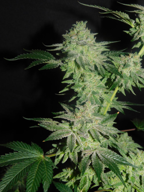 Gelato (Zamnesia Seeds) Feminiserade Gelato (Zamnesia Seeds) Feminiserade