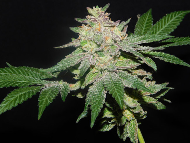 Gelato (Zamnesia Seeds) Feminiserade Gelato (Zamnesia Seeds) Feminiserade