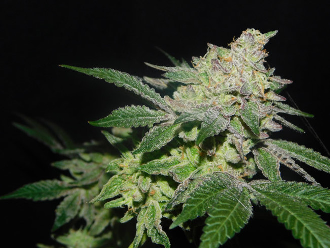 Gelato (Zamnesia Seeds) Feminiserade Gelato (Zamnesia Seeds) Feminiserade