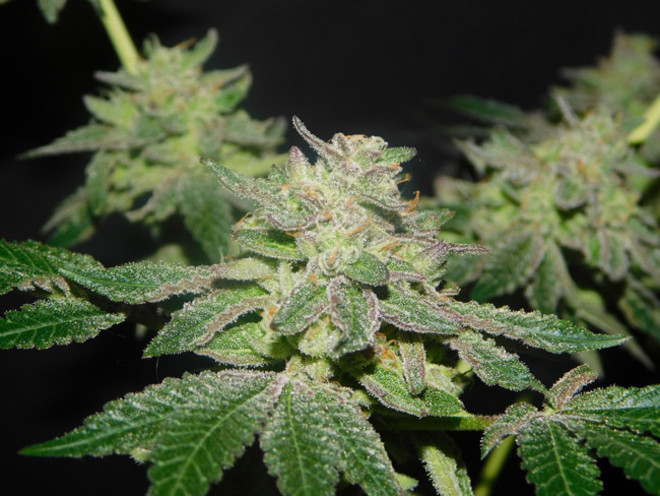 Gelato (Zamnesia Seeds) Feminiserade Gelato (Zamnesia Seeds) Feminiserade