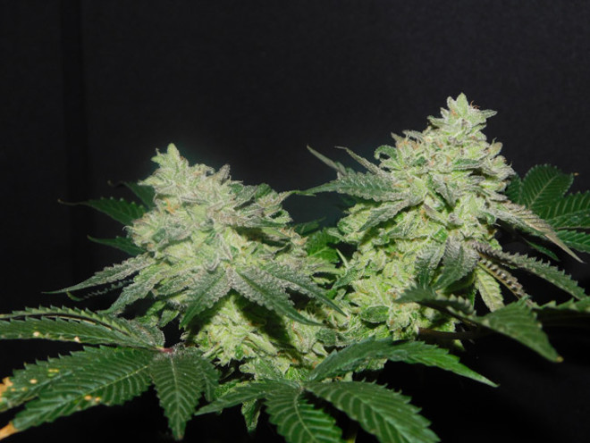 Gelato (Zamnesia Seeds) Feminiserade Gelato (Zamnesia Seeds) Feminiserade