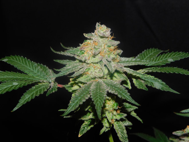 Gelato (Zamnesia Seeds) Feminiserade Gelato (Zamnesia Seeds) Feminiserade