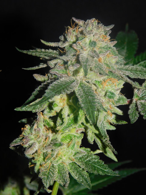 Gelato (Zamnesia Seeds) Feminiserade Gelato (Zamnesia Seeds) Feminiserade