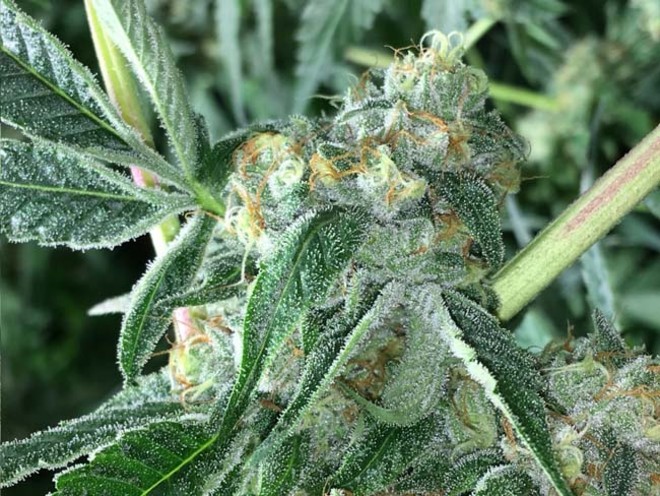 Wifi 43 x Do-Si-Dos (Philosopher Seeds x Zamnesia) Feminiserade Wifi 43 x Do-Si-Dos (Philosopher Seeds x Zamnesia) Feminiserade
