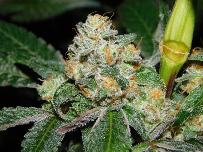 Wifi 43 x Do-Si-Dos (Philosopher Seeds x Zamnesia) Feminiserade Wifi 43 x Do-Si-Dos (Philosopher Seeds x Zamnesia) Feminiserade