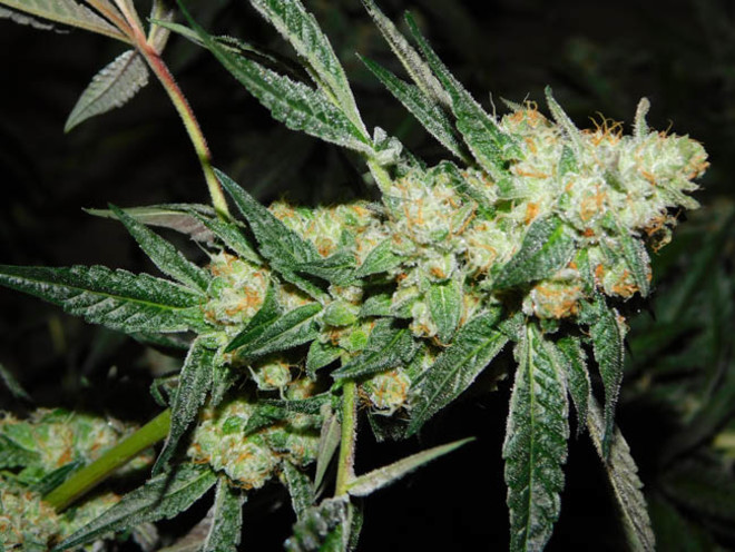 Wifi 43 x Do-Si-Dos (Philosopher Seeds x Zamnesia) Feminiserade Wifi 43 x Do-Si-Dos (Philosopher Seeds x Zamnesia) Feminiserade