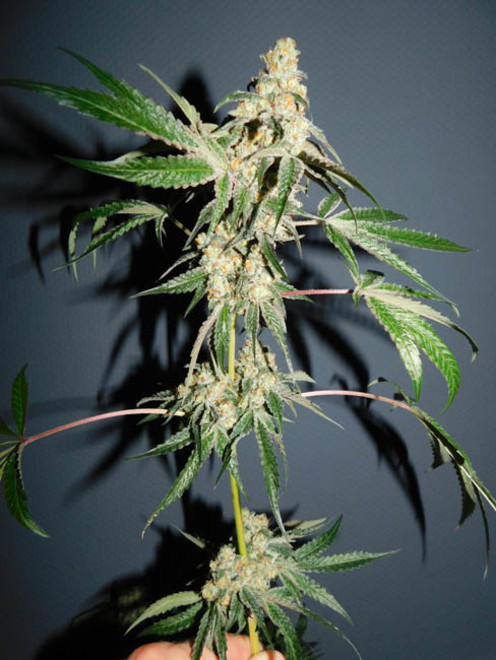 Wifi 43 x Do-Si-Dos (Philosopher Seeds x Zamnesia) Feminiserade Wifi 43 x Do-Si-Dos (Philosopher Seeds x Zamnesia) Feminiserade
