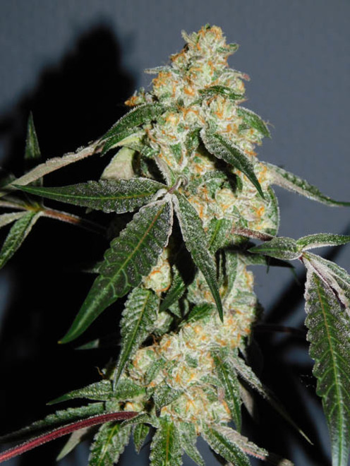 Wifi 43 x Do-Si-Dos (Philosopher Seeds x Zamnesia) Feminiserade Wifi 43 x Do-Si-Dos (Philosopher Seeds x Zamnesia) Feminiserade