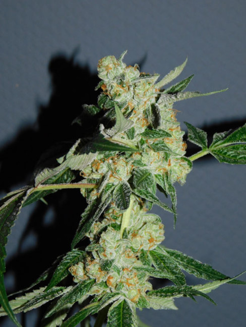 Wifi 43 x Do-Si-Dos (Philosopher Seeds x Zamnesia) Feminiserade Wifi 43 x Do-Si-Dos (Philosopher Seeds x Zamnesia) Feminiserade
