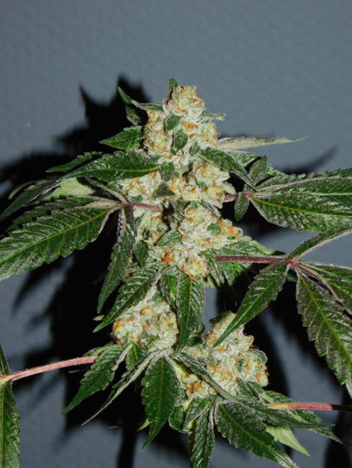 Wifi 43 x Do-Si-Dos (Philosopher Seeds x Zamnesia) Feminiserade Wifi 43 x Do-Si-Dos (Philosopher Seeds x Zamnesia) Feminiserade