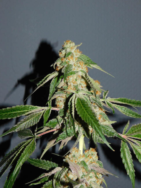 Wifi 43 x Do-Si-Dos (Philosopher Seeds x Zamnesia) Feminiserade Wifi 43 x Do-Si-Dos (Philosopher Seeds x Zamnesia) Feminiserade