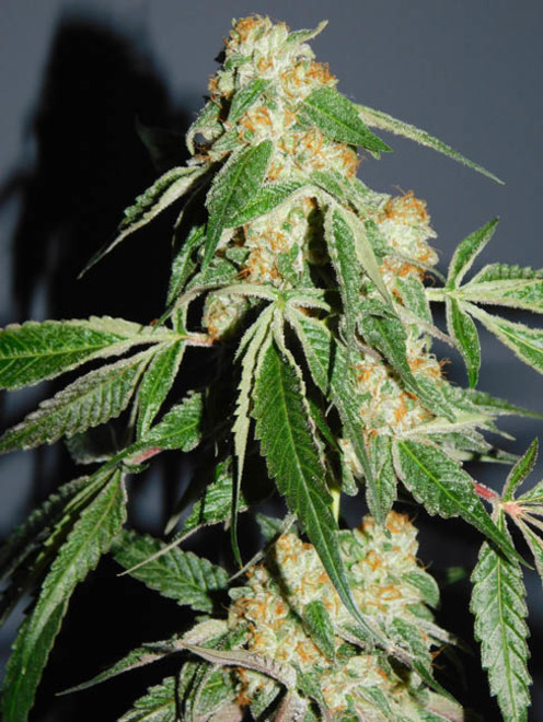 Wifi 43 x Do-Si-Dos (Philosopher Seeds x Zamnesia) Feminiserade Wifi 43 x Do-Si-Dos (Philosopher Seeds x Zamnesia) Feminiserade