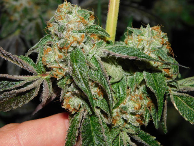Wifi 43 x Do-Si-Dos (Philosopher Seeds x Zamnesia) Feminiserade Wifi 43 x Do-Si-Dos (Philosopher Seeds x Zamnesia) Feminiserade