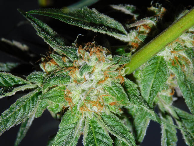 Wifi 43 x Do-Si-Dos (Philosopher Seeds x Zamnesia) Feminiserade Wifi 43 x Do-Si-Dos (Philosopher Seeds x Zamnesia) Feminiserade