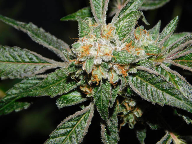 Wifi 43 x Do-Si-Dos (Philosopher Seeds x Zamnesia) Feminiserade Wifi 43 x Do-Si-Dos (Philosopher Seeds x Zamnesia) Feminiserade