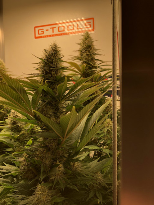 Purple Punch (Zamnesia Seeds) Feminiserade Purple Punch (Zamnesia Seeds) Feminiserade