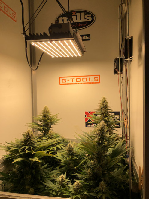Purple Punch (Zamnesia Seeds) Feminiserade Purple Punch (Zamnesia Seeds) Feminiserade