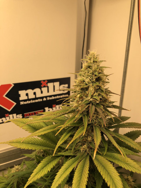 Purple Punch (Zamnesia Seeds) Feminiserade Purple Punch (Zamnesia Seeds) Feminiserade