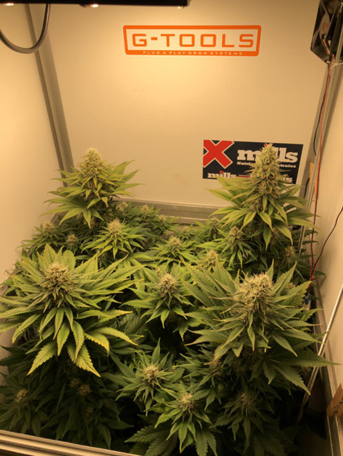 Purple Punch (Zamnesia Seeds) Feminiserade Purple Punch (Zamnesia Seeds) Feminiserade